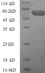 Kynurenine 3-monooxygenase (KMO), human, recombinant