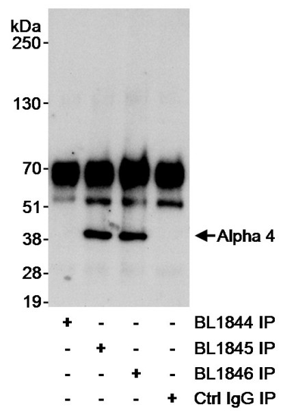 Anti-Alpha-4