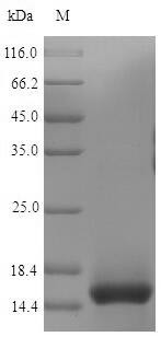 T-cell surface glycoprotein CD3 epsilon chain (Cd3e), partial, mouse, recombinant