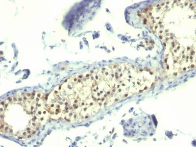 Anti-Complement C4d(C4D205), CF568 conjugate, 0.1mg/mL