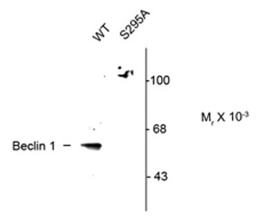 Anti-phospho-Beclin1 (Ser295)