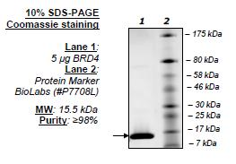 BRD4 (49-170), His-tag, human recombinant protein