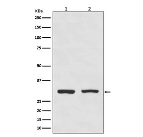 Anti-Bcl10, clone GDB-2