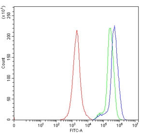 Anti-GAS2 / Growth arrest-specific protein 2