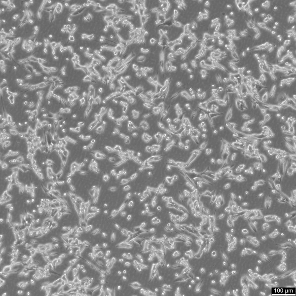 LLC1 (LL-2) Cells