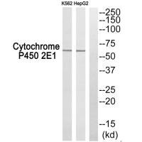 Anti-CYP2E1