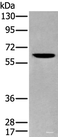 Anti-ZKSCAN1