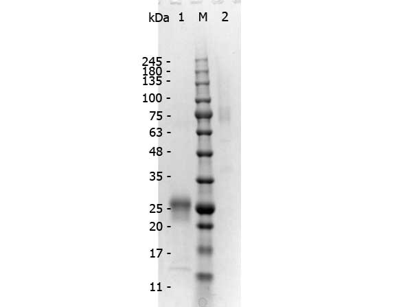 Anti-Mouse IgG (H&amp;L) [Rabbit] (Min X Human serum proteins) F(ab&#039;)2 fragment