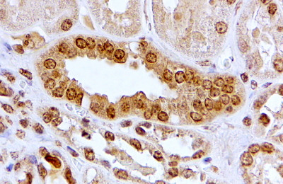 Anti-Aryl Hydrocarbon Receptor