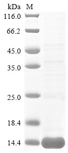 Toxin Tb2-II, Tityus bahiensis, recombinant