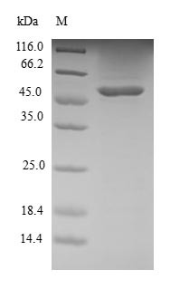 Ras-related protein R-Ras2 (RRAS2), human, recombinant