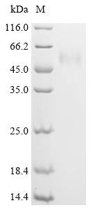 Signal recognition particle 54 kDa protein (SRP54), recombinant human