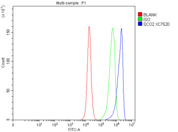 Anti-SCO2 / Copper chaperone SCO2