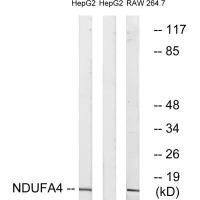 Anti-NDUFA4