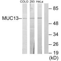 Anti-MUC13