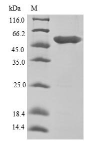 Elongation factor 1-alpha 1 (EEF1A1), human, recombinant
