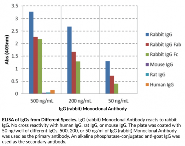 Anti-IgG (rabbit) Monoclonal Antibody (Clone RMG03)