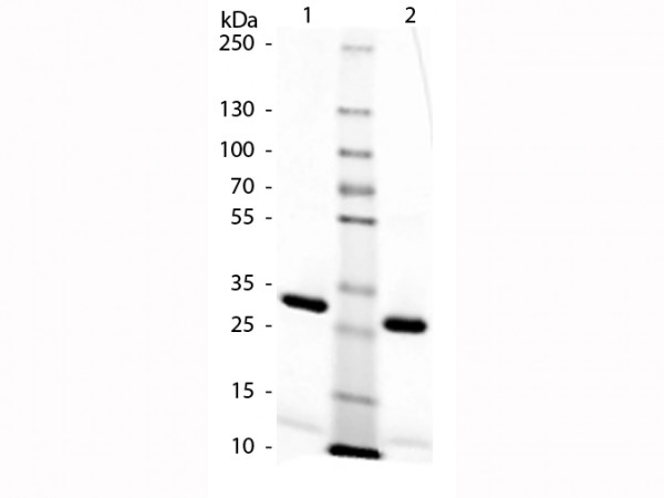 Rat IgG F(c) Fragment