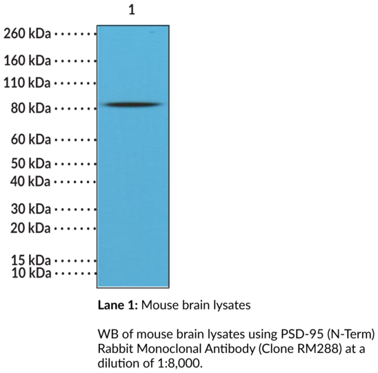 Anti-PSD-95 (N-Term), clone RM288