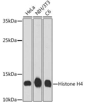 Anti-Histone H4