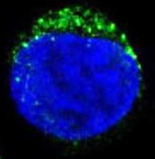 Anti-CD8 / CD8 alpha