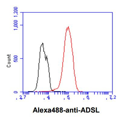 Anti-ADSL / Adenylosuccinate Lyase, clone 16C10