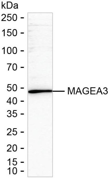 Anti-MAGEA3