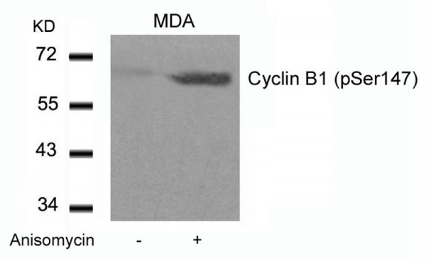 Anti-phospho-Cyclin B1 (Ser147)
