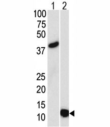 Anti-SUMO3, clone 76AT630.91.31