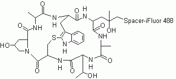 Phalloidin-iFluor(TM) 488 Conjugate