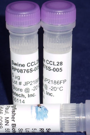 CCL28 (MEC, CCK1, SCYA28), swine recombinant (rpoCCL26)