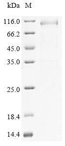 Elongation factor 2 (Eef2), mouse, recombinant