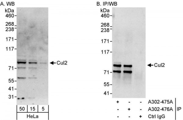 Anti-Cul2