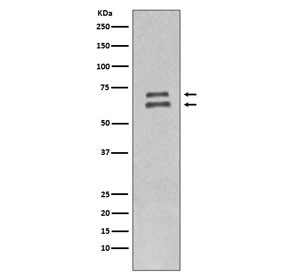 Anti-Lamin A/C, clone BEO-12