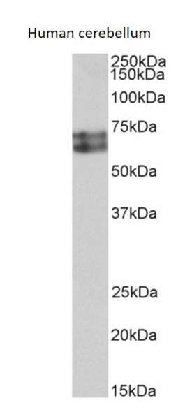 Anti-HDC / Histidine decarboxylase