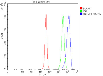 Anti-Dnmt2 / DNA methyltransferase 2 / TRDMT1