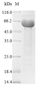 Immunogenic protein MPT64 (mpt64), Mycobacterium tuberculosis, recombinant