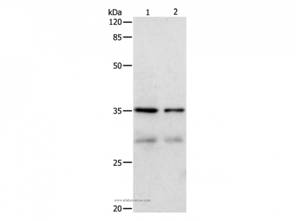 Anti-CDK4