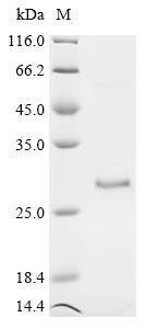Vascular endothelial growth factor A (VEGFA), bovine, recombinant