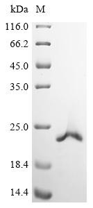 ATP-dependent DNA/RNA helicase DHX36 (DHX36), partial, human, recombinant