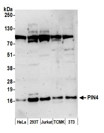 Anti-PIN4