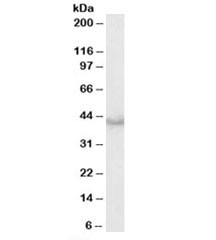 Anti-Caspase 4