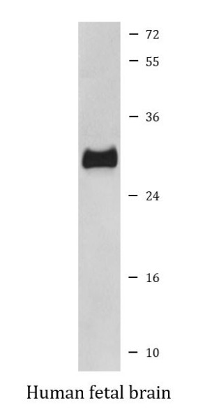 Anti-CD230 / Prion protein