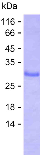 Recombinant Human Ube1L/UBA7 Protein