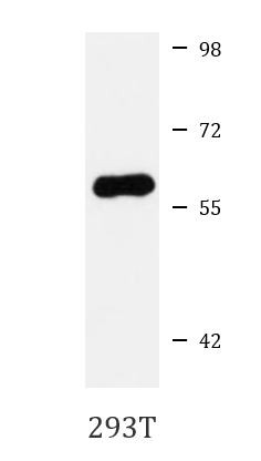 Anti-NUCB1 / Nucleobindin 1
