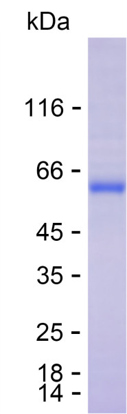 Recombinant Human CLEC2D Protein