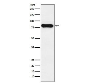 Anti-IgD, clone AFBO-9