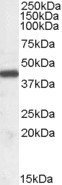 Anti-ILF2 / NF45, Internal