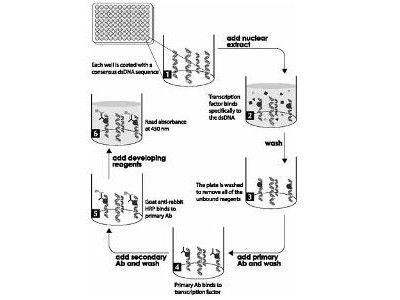 NF-kappaB (p50) Transcription Factor Assay Kit