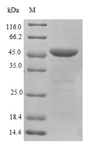 Heterogeneous nuclear ribonucleoproteins A2/B1 (HNRNPA2B1), human, recombinant